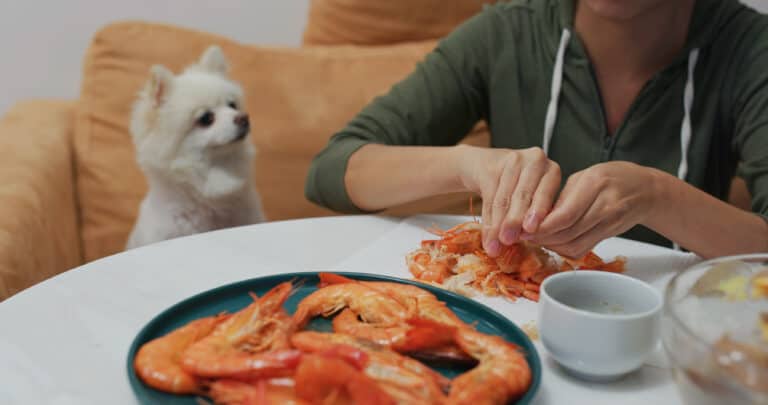 dog looking at woman's plate of shrimp