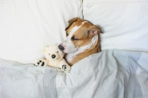 What Do Dogs Dream About, Actually? Picture