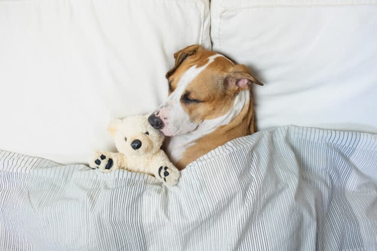 dog in bed