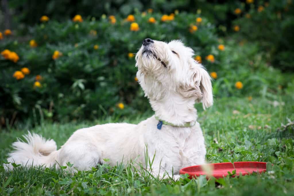 dog smelling breeze