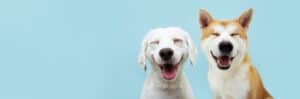 5 Reasons Dogs ‘Smile’ and What They’re Communicating photo