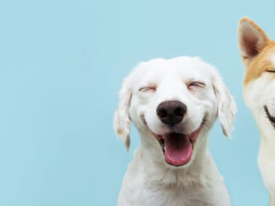 A 5 Reasons Dogs ‘Smile’ and What They’re Communicating