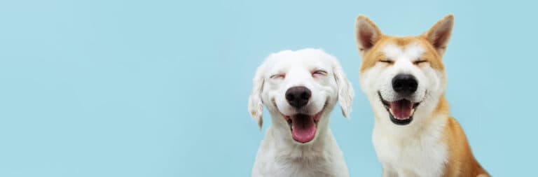 two dogs "smiling"