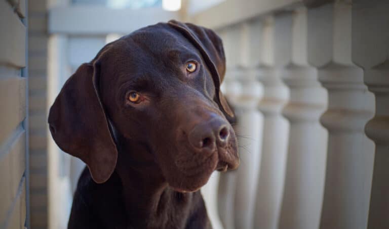 dog staring with head cocked