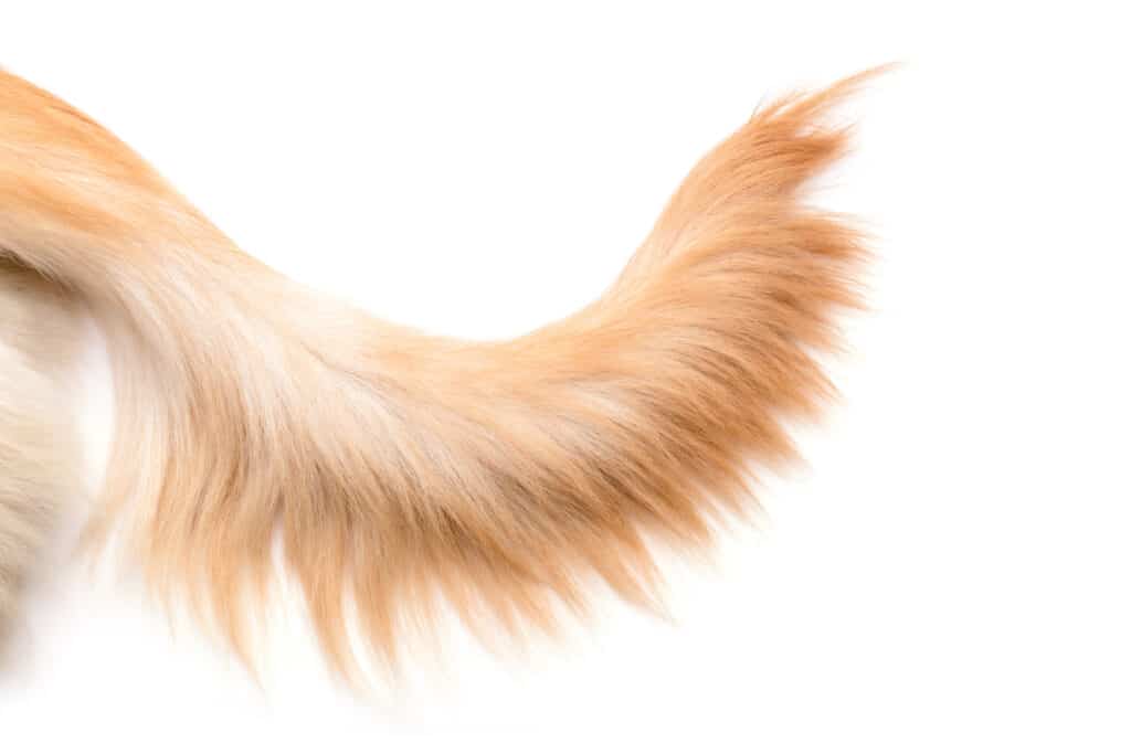 dog tail