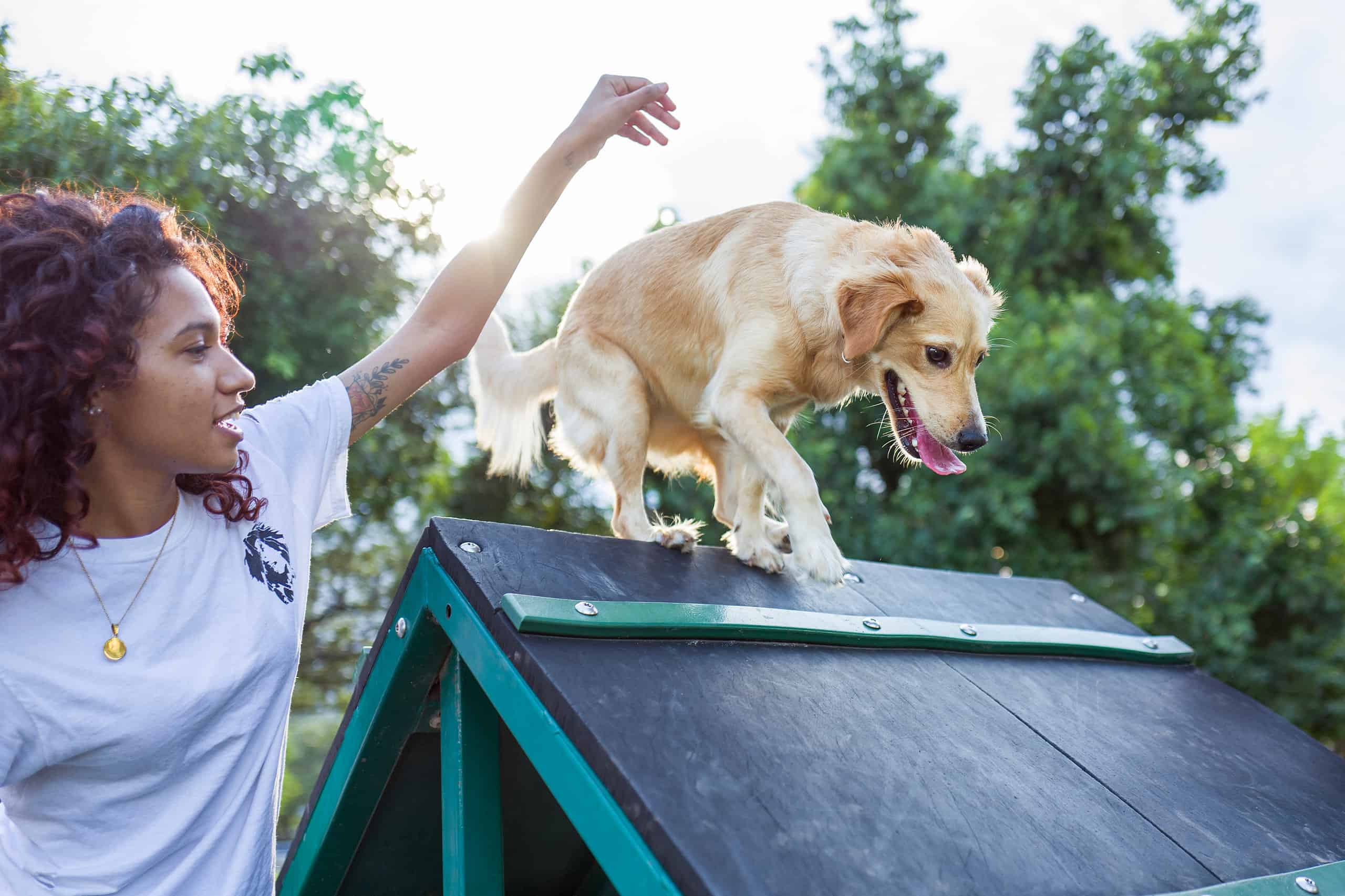dog trainer with dog on roof of doghouse