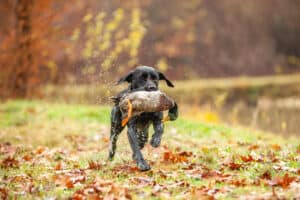 Duck Hunting Season in Wisconsin: Season Dates, Bag Limits, and More Picture