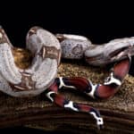 Panamanian dwarf boa