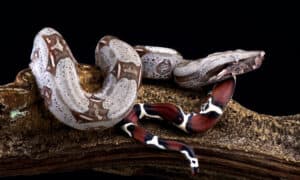 Suriname boa