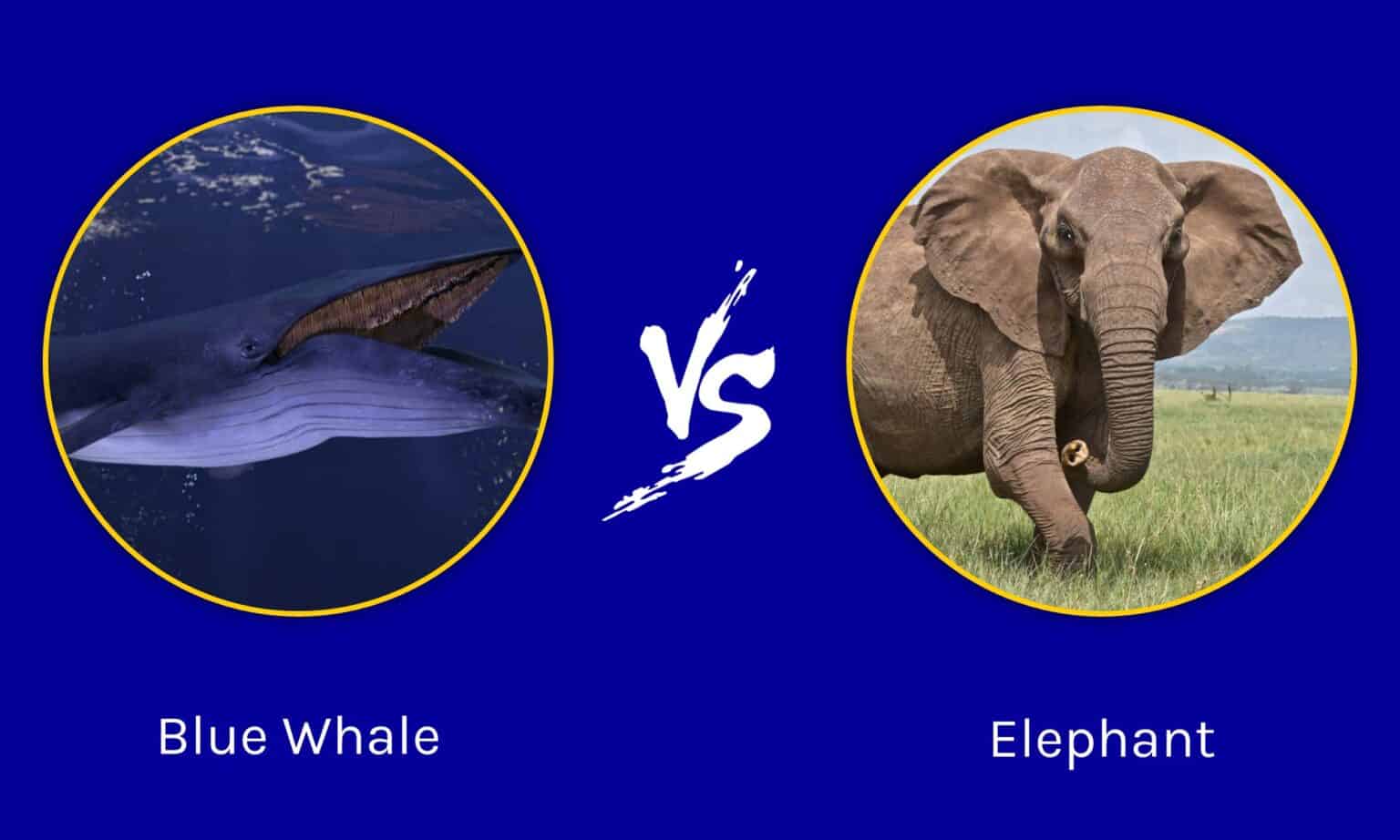 Blue Whale vs Elephant: Comparing Their Size - A-Z Animals