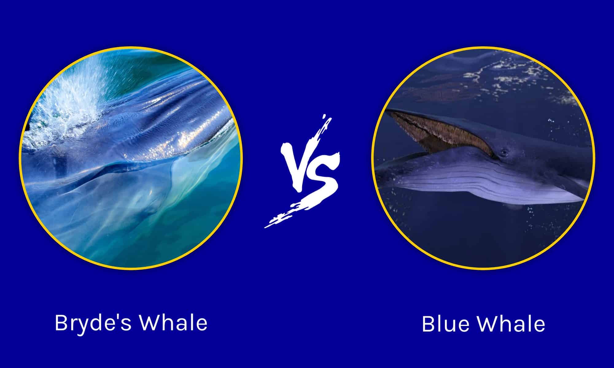 Bryde's Whale vs Blue Whale: Key Differences Explained - A-Z Animals