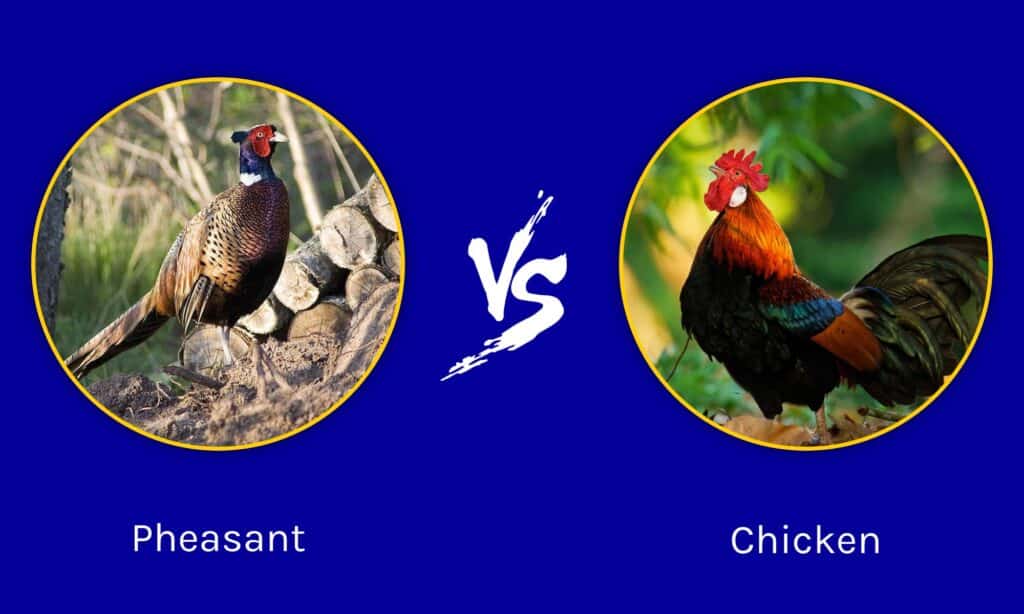 Pheasant vs Chicken: The Key Differences - A-Z Animals