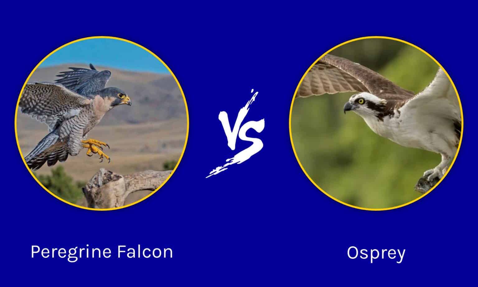 osprey taxonomy