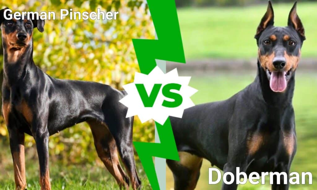 German Pinscher vs Doberman