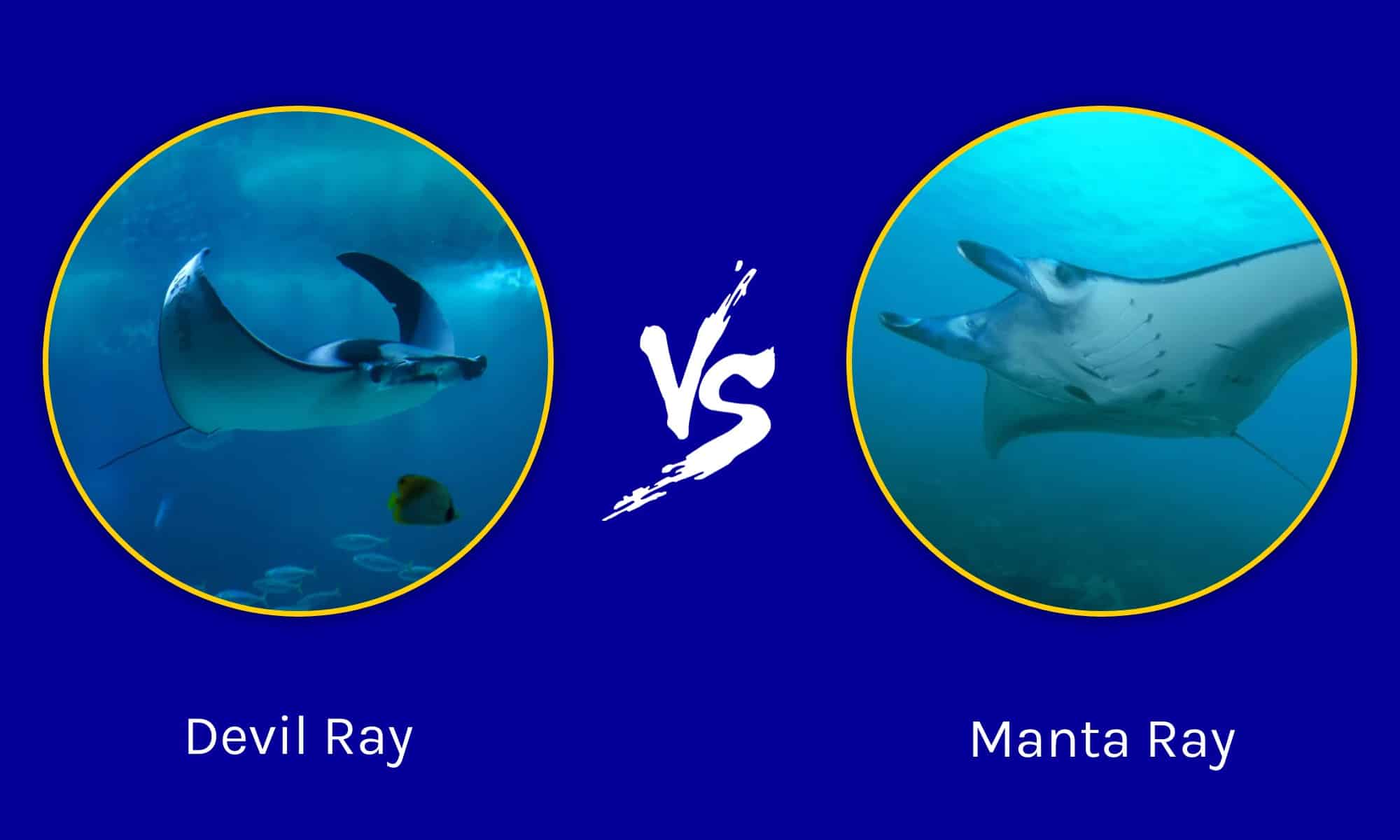 difference between a manta ray and sting ray
