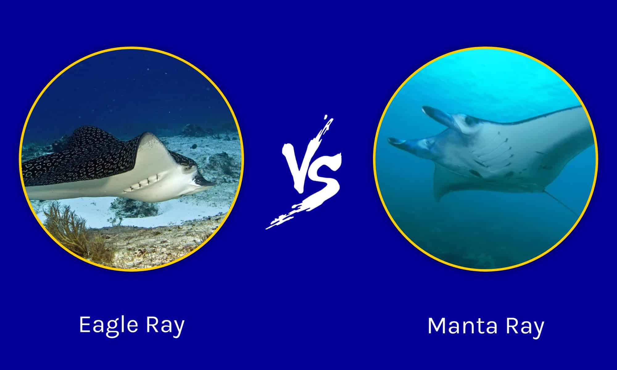 Eagle Ray vs Manta Ray: What are the Differences? - A-Z Animals