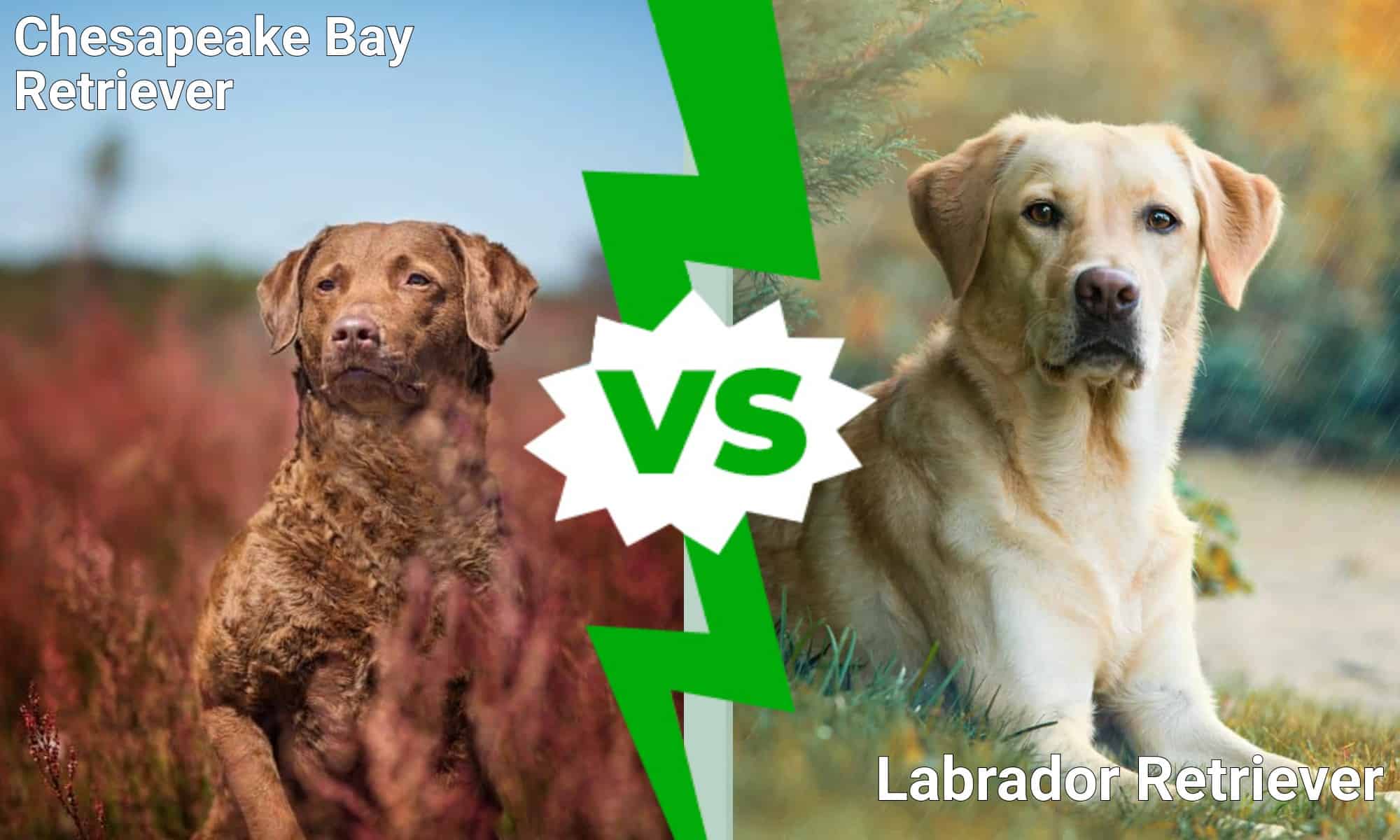 Chesapeake Bay Retriever vs Labrador Retriever: What’s the Difference?