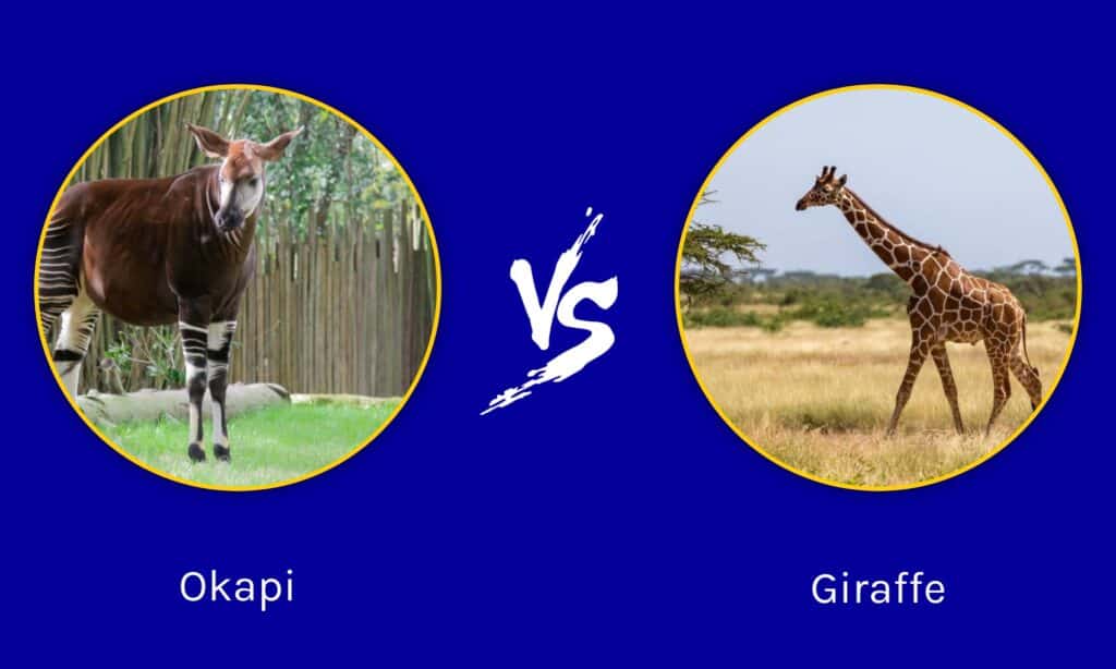 okapi and giraffe similarities