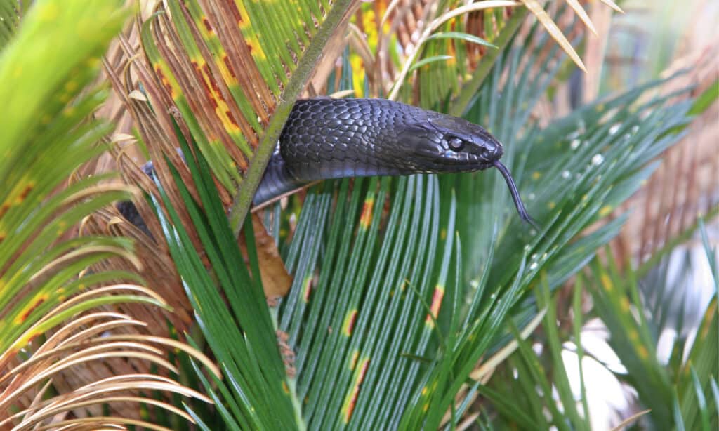Eastern Indigo Snake peeking through some palm leaves