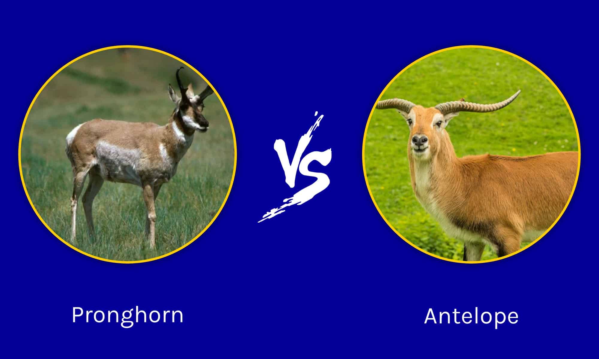 Pronghorn vs Antelope: What Are Their Differences? - A-Z Animals