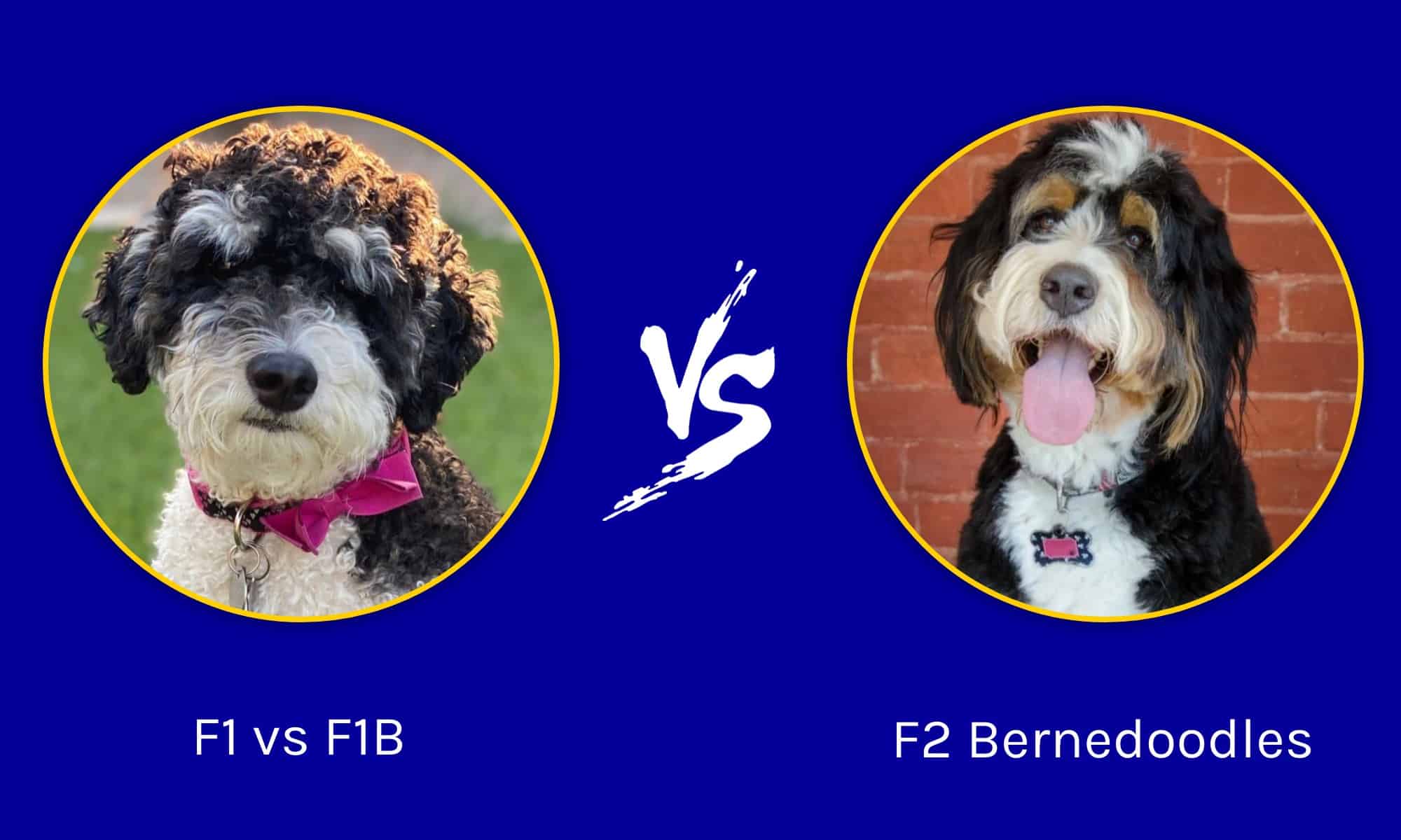 F1 vs F1B vs F2 Bernedoodle: What’s the Difference? - A-Z Animals