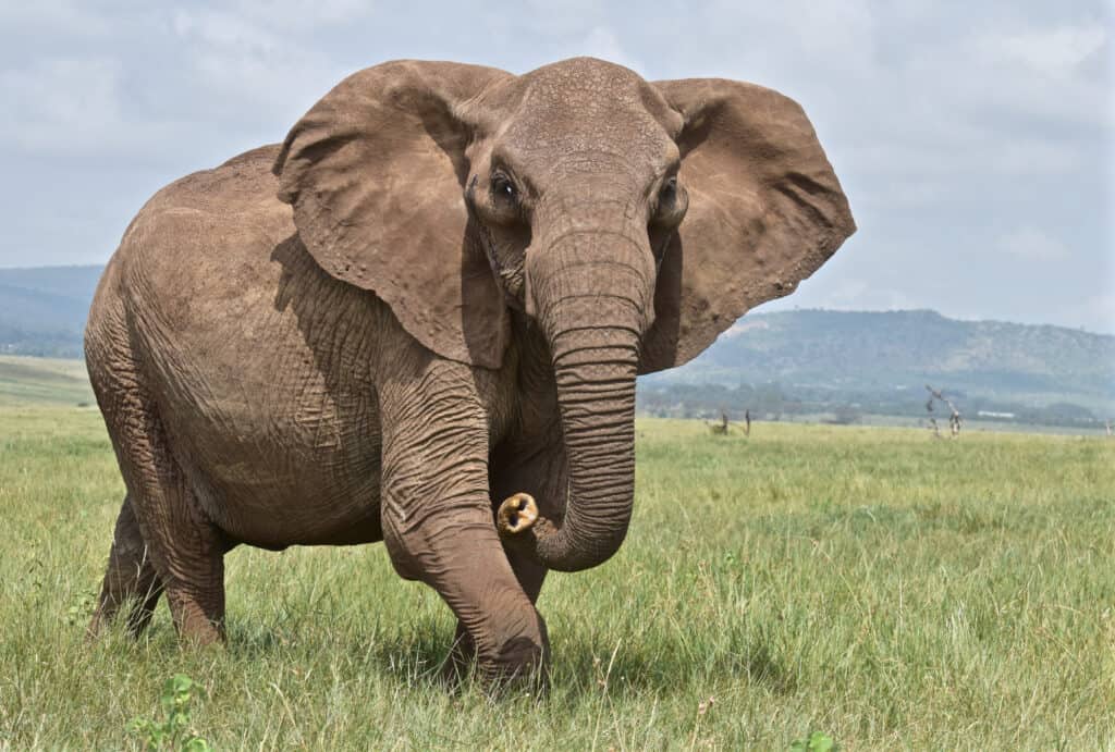 The hoe tusker, or Deinotherium (terrible beast),was a prehistoric  relative of Elephants with strange downward-curving tusks from its lower  jaws Stock Photo - Alamy