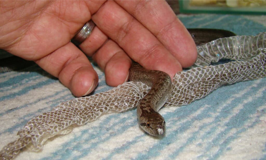 A veterinarian helping a smooth snake shed its skin