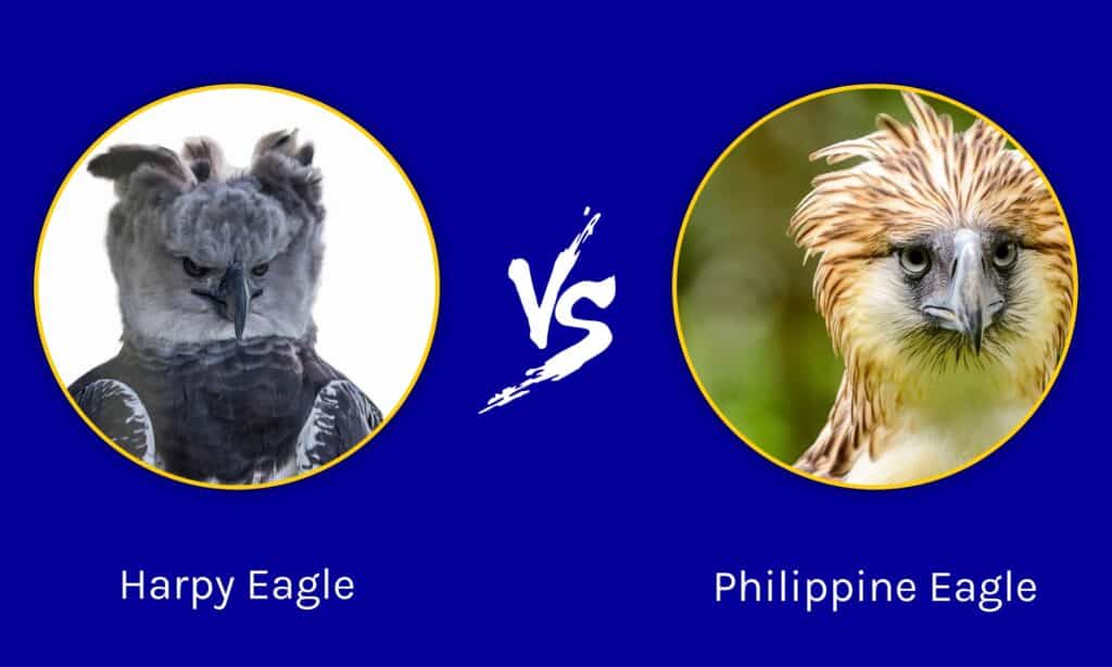harpy eagle wingspan comparison