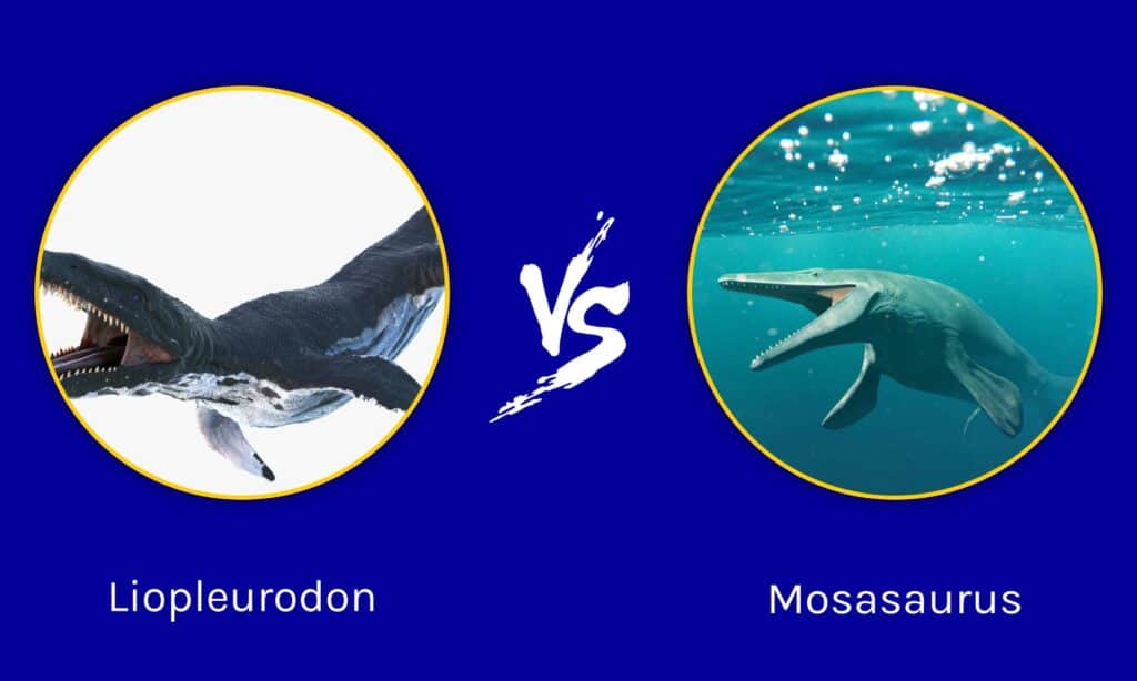 Liopleurodon vs Mosasaurus