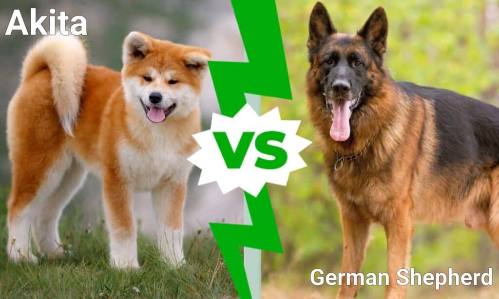 Akita vs German Shepherd