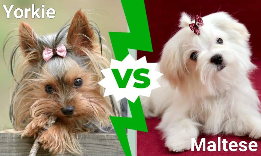 Yorkie vs Maltese