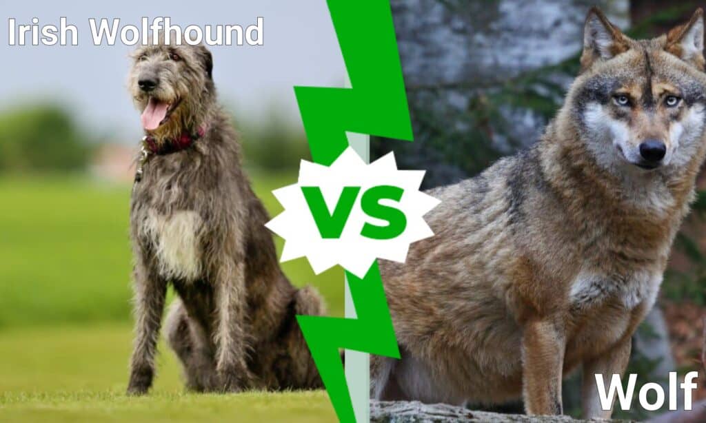 Irish Wolfhound vs Wolf