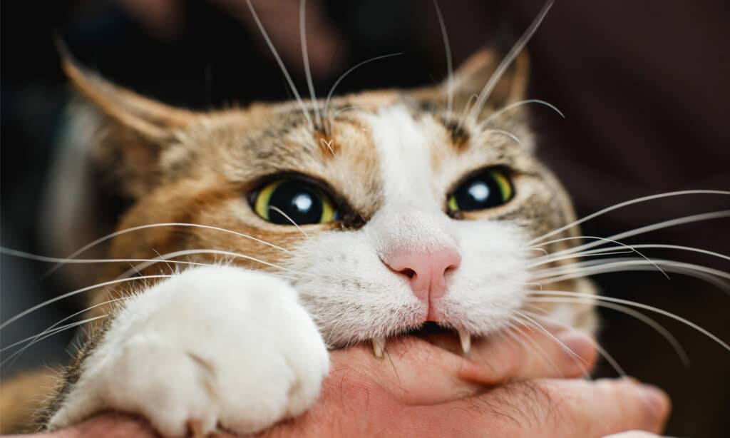 A cat biting its owner's hand