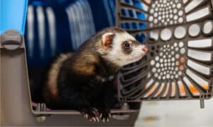 These Are The Ferret Carriers You’ll Actually Want To Use Photo