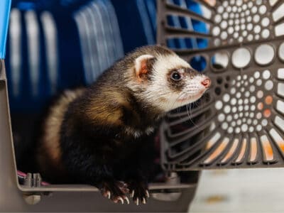 A These Are The Ferret Carriers You’ll Actually Want To Use