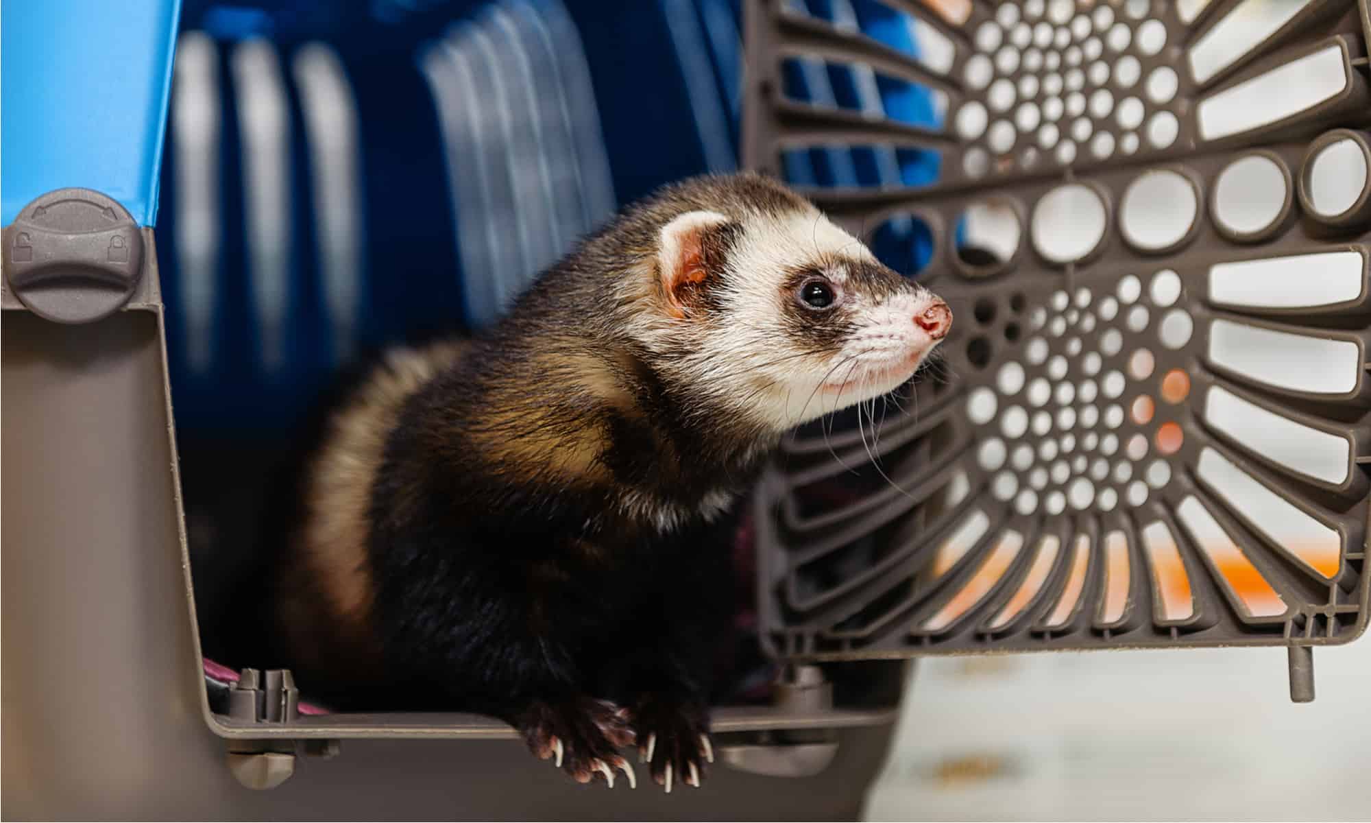 Ferret hotsell pet carrier