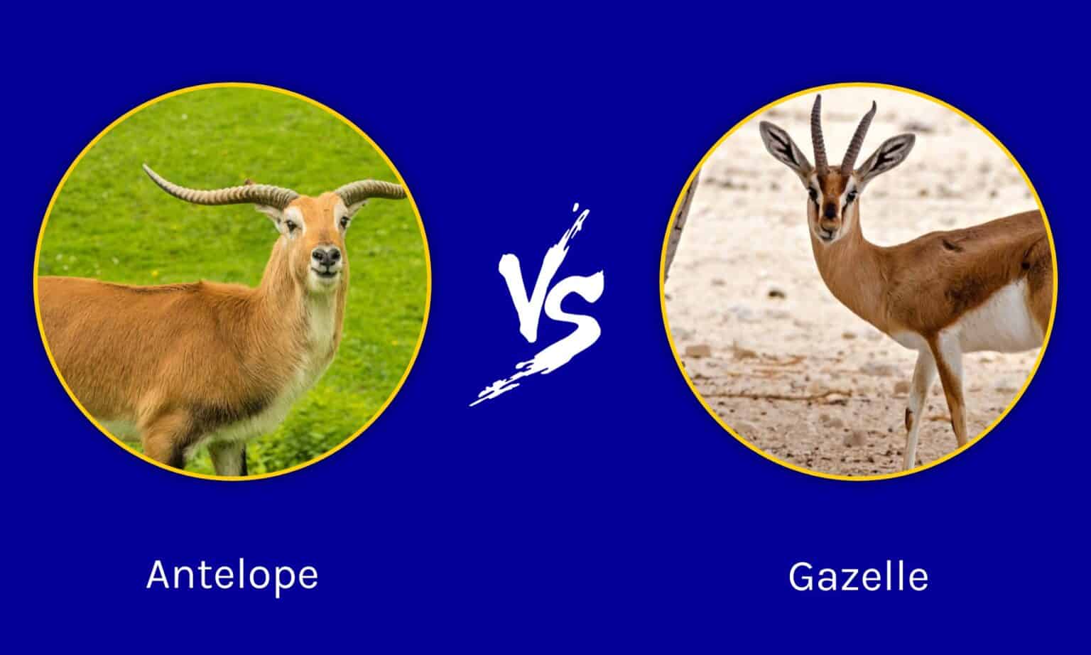 Antelopes vs Gazelles: What Are The Differences? - A-Z Animals