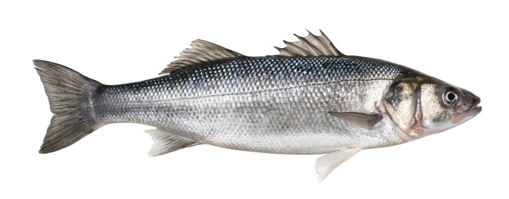 Sea bass, Types, Nutrition & Habitat