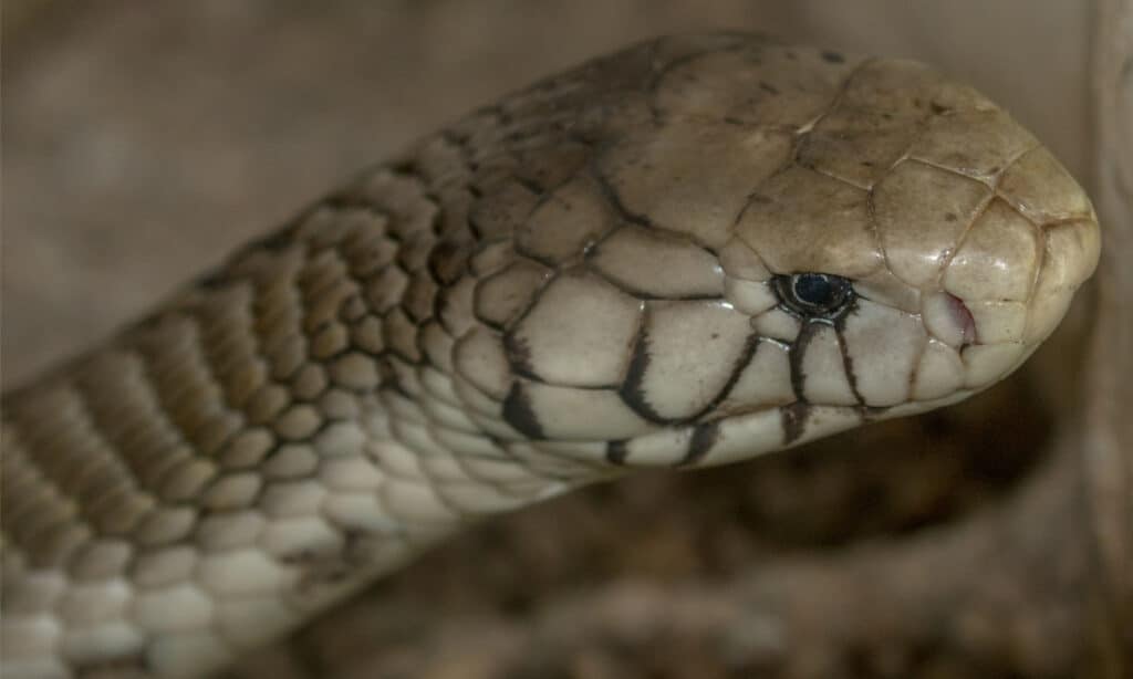 Head shot of a forest cobra
