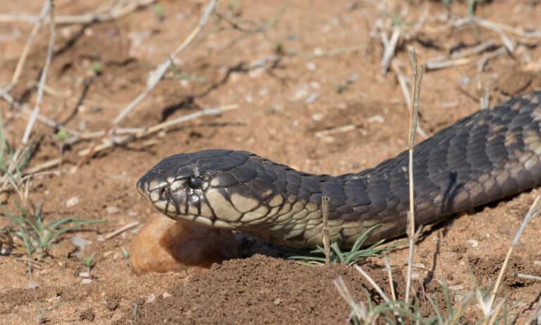 A forest cobra slithers on dusty ground