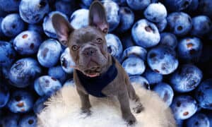 Can Dogs Eat Blueberries, Are They Safe or Dangerous? Picture