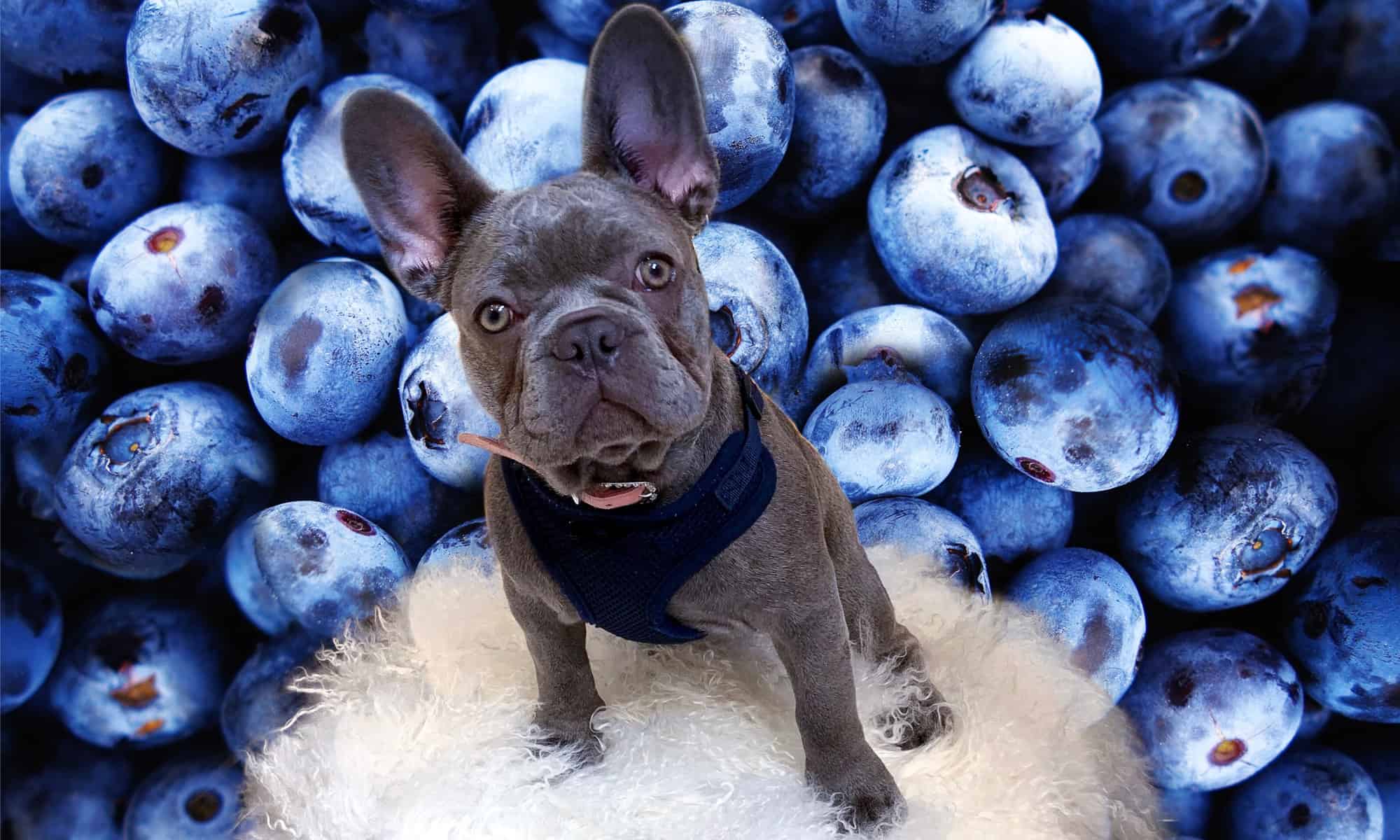 French bulldog surrounded by giant blueberries