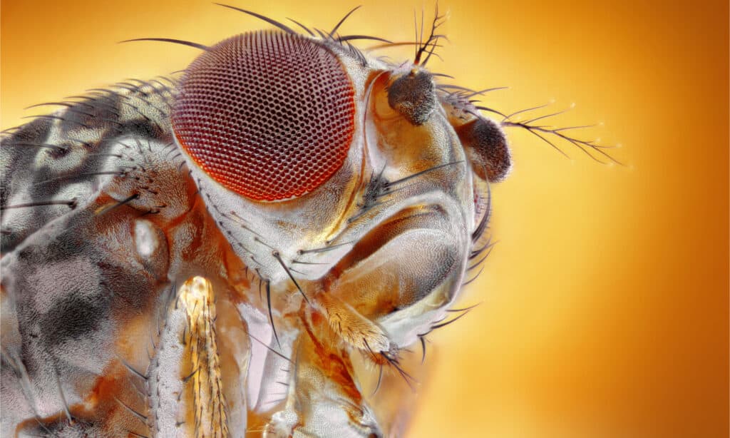 Extreme close up of a fruit fly's head
