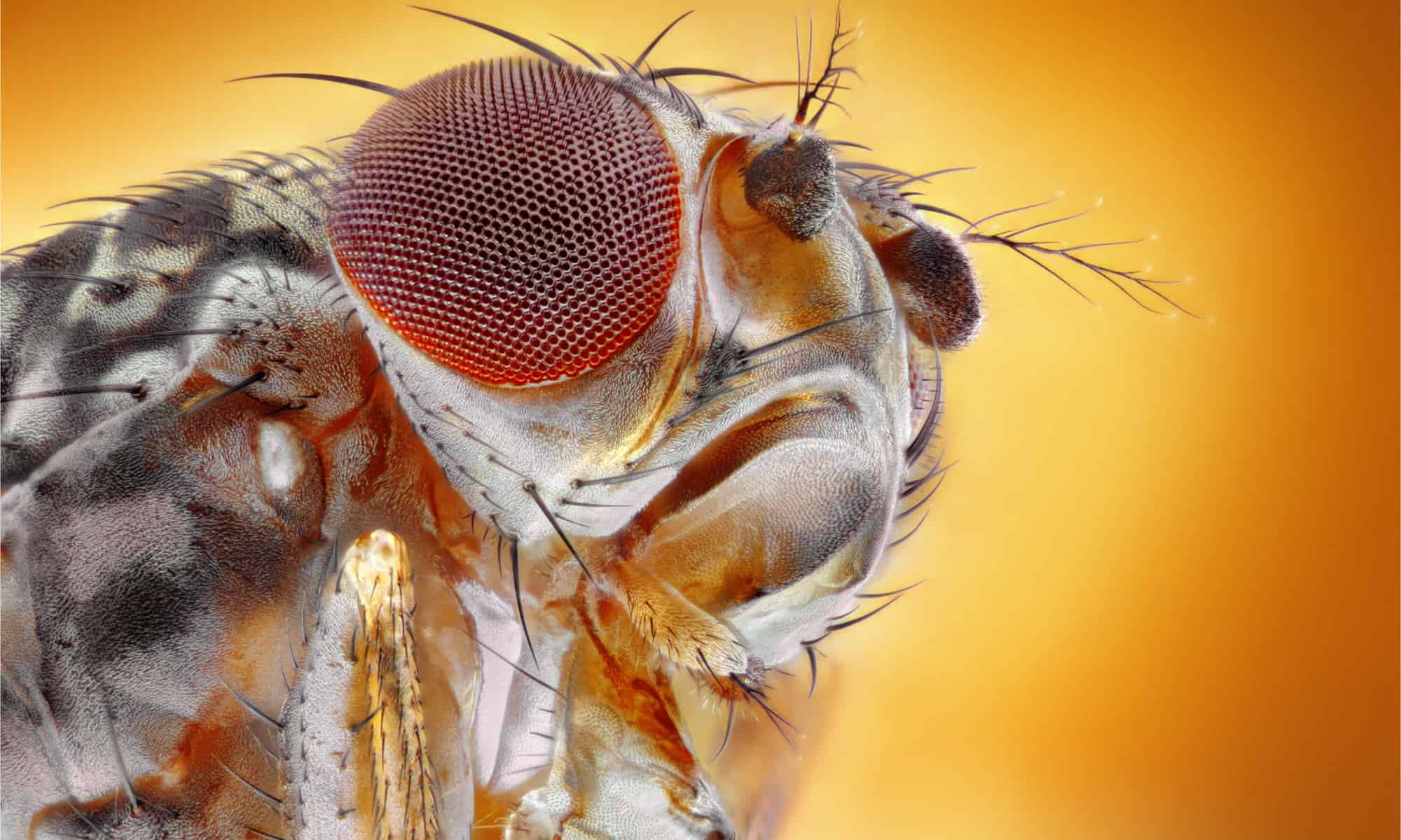 What Do Fruit Flies Eat Why These Tiny Insects Love Your Kitchen A Z 