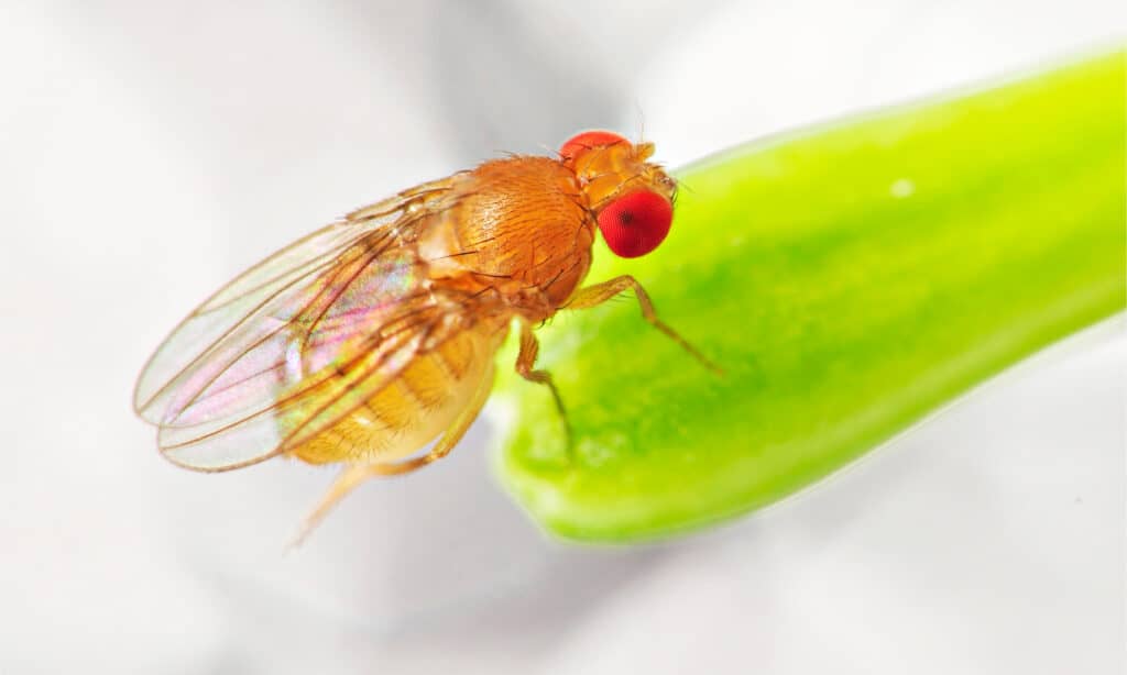 Close up of a fruit fly on a piece of fruit