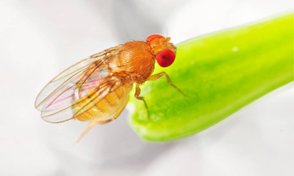 does dog poop attract fruit flies