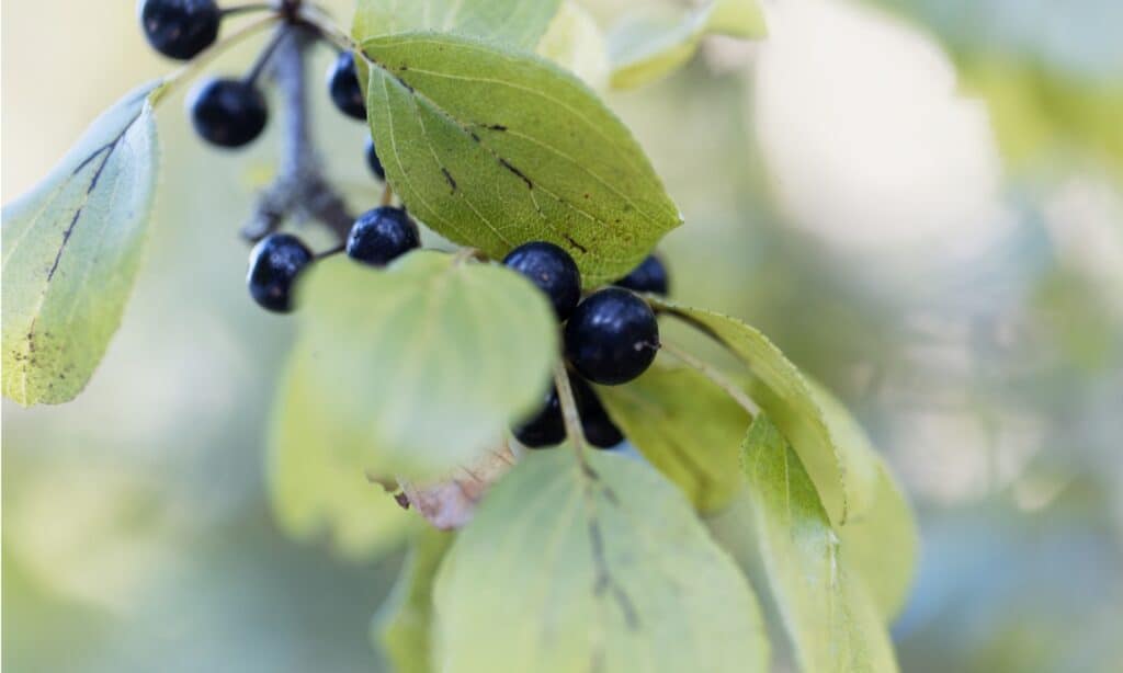 Buckthorn is considered dangerous due to its toxicity