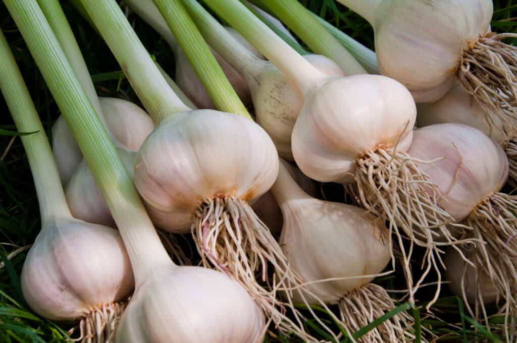 garlic heads