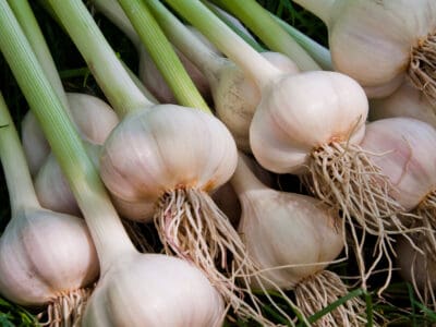 A The 13 Best Garlic Companion Plants