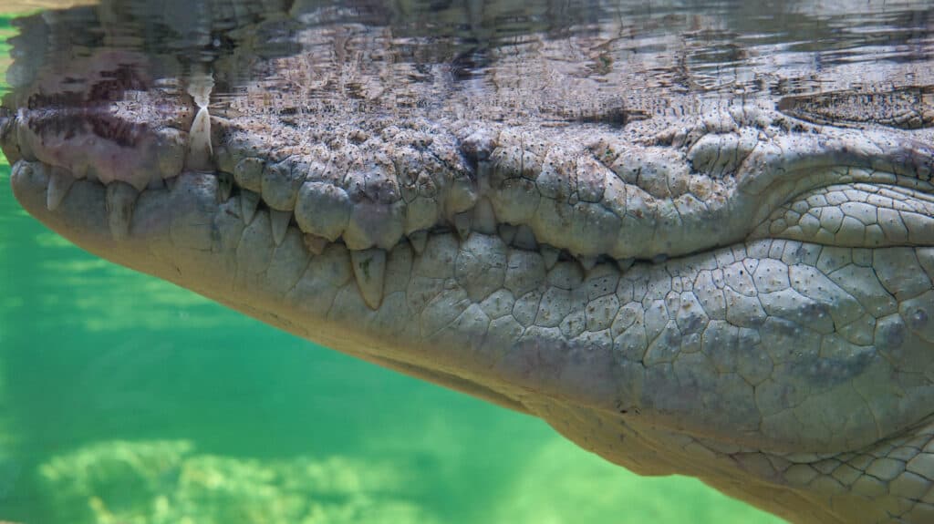 close-up of alligator